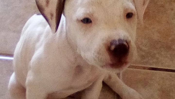 Pitbull puppies available