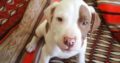 Pitbull puppies available
