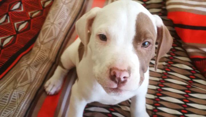 Pitbull puppies available