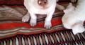 Pitbull puppies available