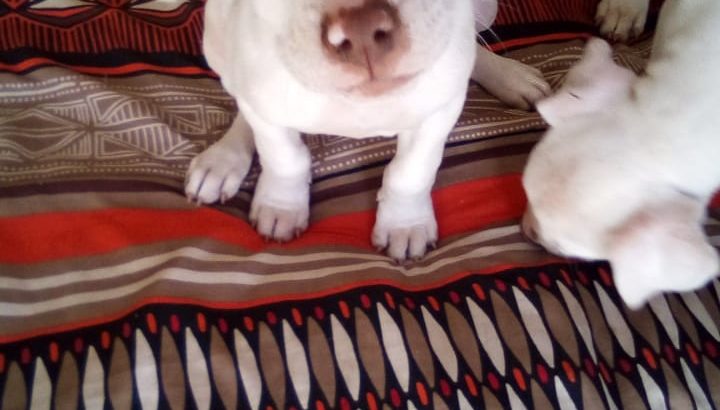 Pitbull puppies available