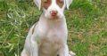 Pitbull puppies available