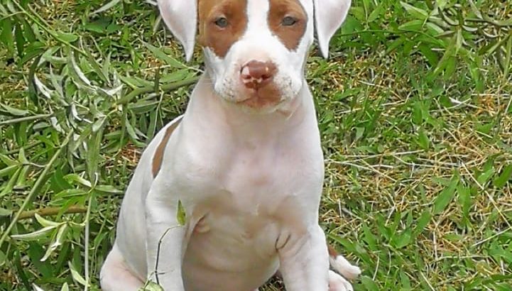 Pitbull puppies available