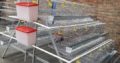 layer cages available
