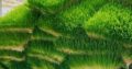 Greenfeed Fodder