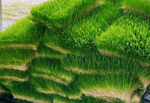 Greenfeed Fodder