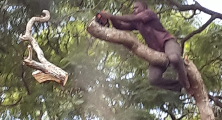 INTYM TREE FELLING AND GARDEN SERVICES