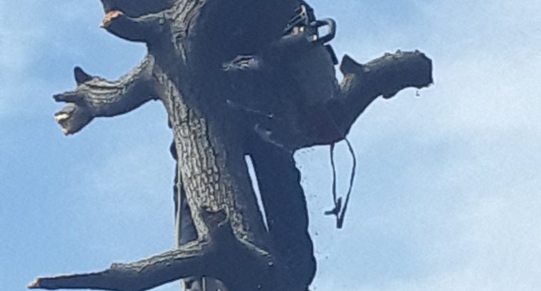 INTYM TREE FELLING AND GARDEN SERVICES