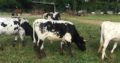 Dairy cattle for sale whatsapp +27734531381