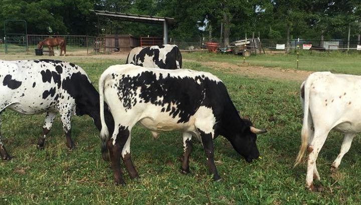 Dairy cattle for sale whatsapp +27734531381