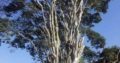 INTYM TREE FELLING AND GARDEN SERVICES