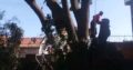 INTYM TREE FELLING AND GARDEN SERVICES