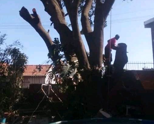 INTYM TREE FELLING AND GARDEN SERVICES