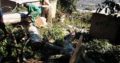 DSL TREE FELLING