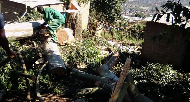 DSL TREE FELLING