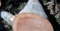 DSL TREE FELLING