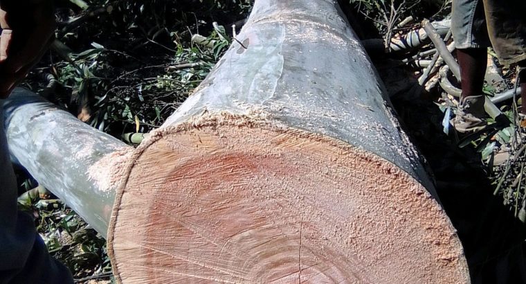 DSL TREE FELLING