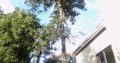 DSL TREE FELLING