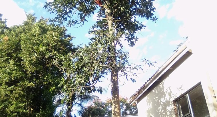 DSL TREE FELLING