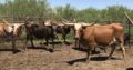 Beef cattle for sale whatsapp +27734531381