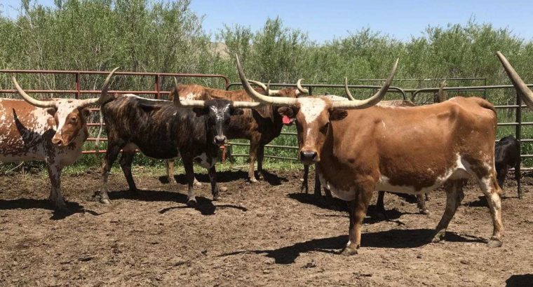 Beef cattle for sale whatsapp +27734531381