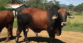 Beef cattle for sale whatsapp +27734531381