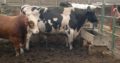 Dairy cattle for sale whatsapp +27734531381