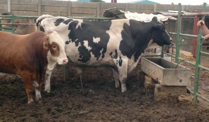 Dairy cattle for sale whatsapp +27734531381