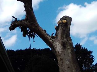 INTYM TREE FELLING AND GARDEN SERVICES