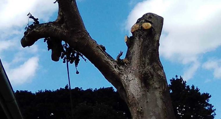 INTYM TREE FELLING AND GARDEN SERVICES