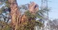 INTYM TREE FELLING AND GARDEN SERVICES