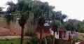INTYM TREE FELLING AND GARDEN SERVICES
