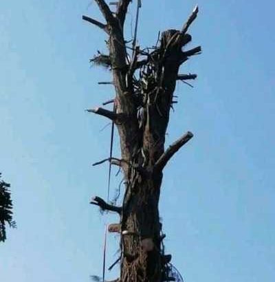 INTYM TREE FELLING AND GARDEN SERVICES