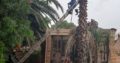 Tree felling and rubbish removals