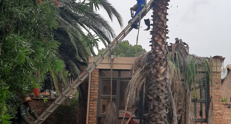 Tree felling and rubbish removals