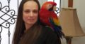 Sweet and lovely Macaws and African grey parrots for sale