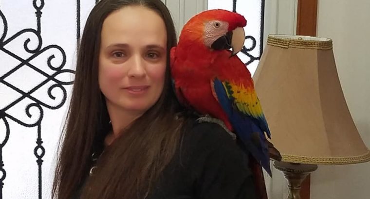 Sweet and lovely Macaws and African grey parrots for sale