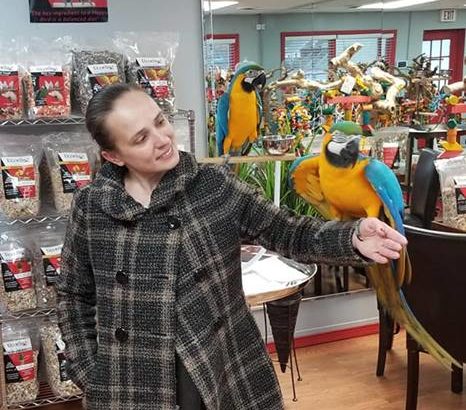 Sweet and lovely Macaws and African grey parrots for sale