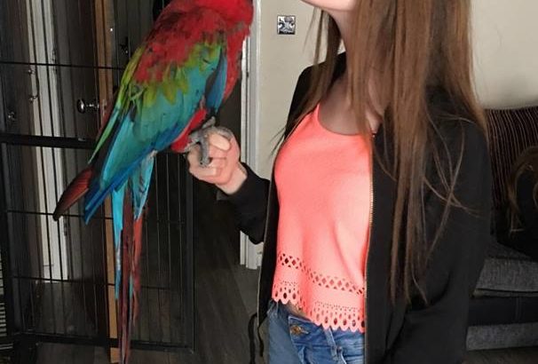 Sweet and lovely Macaws and African grey parrots for sale