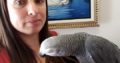 Sweet and lovely Macaws and African grey parrots for sale