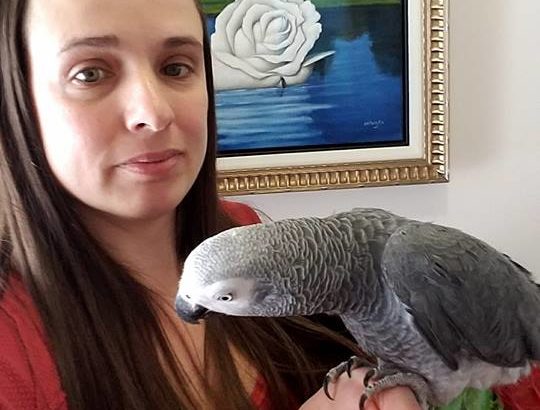 Sweet and lovely Macaws and African grey parrots for sale