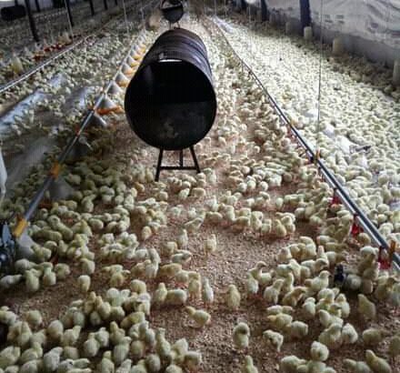 Agricultural business plans and ebooks