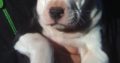 Pittbull puppies