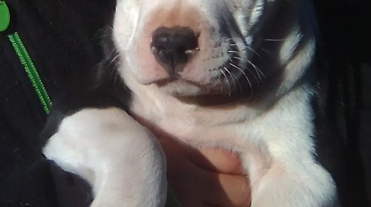 Pittbull puppies