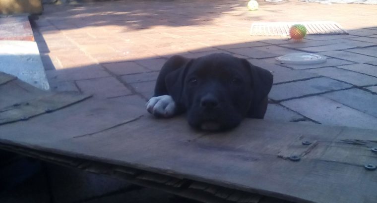 Pittbull puppies