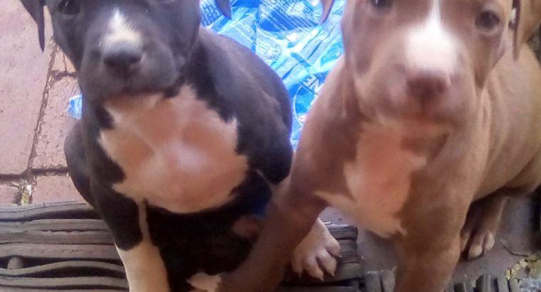 Pittbull puppies