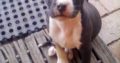 Pittbull puppies
