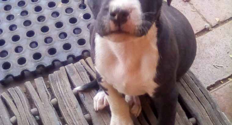 Pittbull puppies