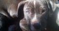 Pittbull puppies