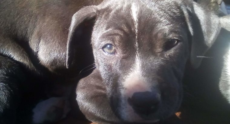 Pittbull puppies